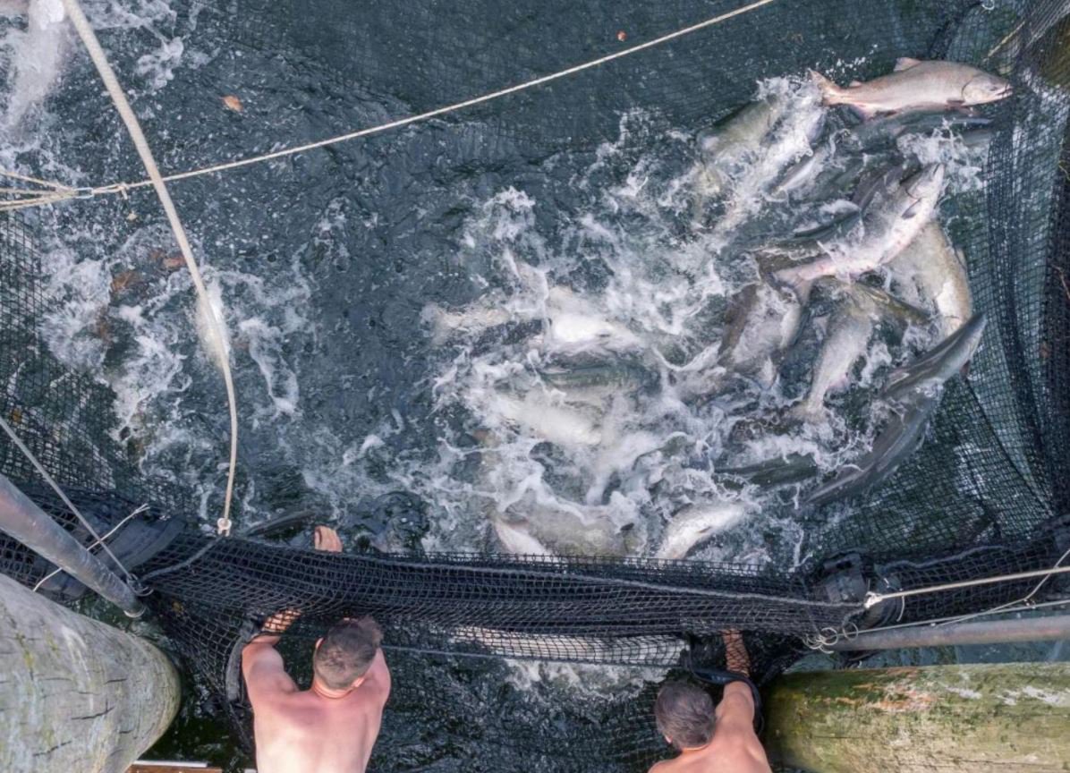 River Fishing Trap