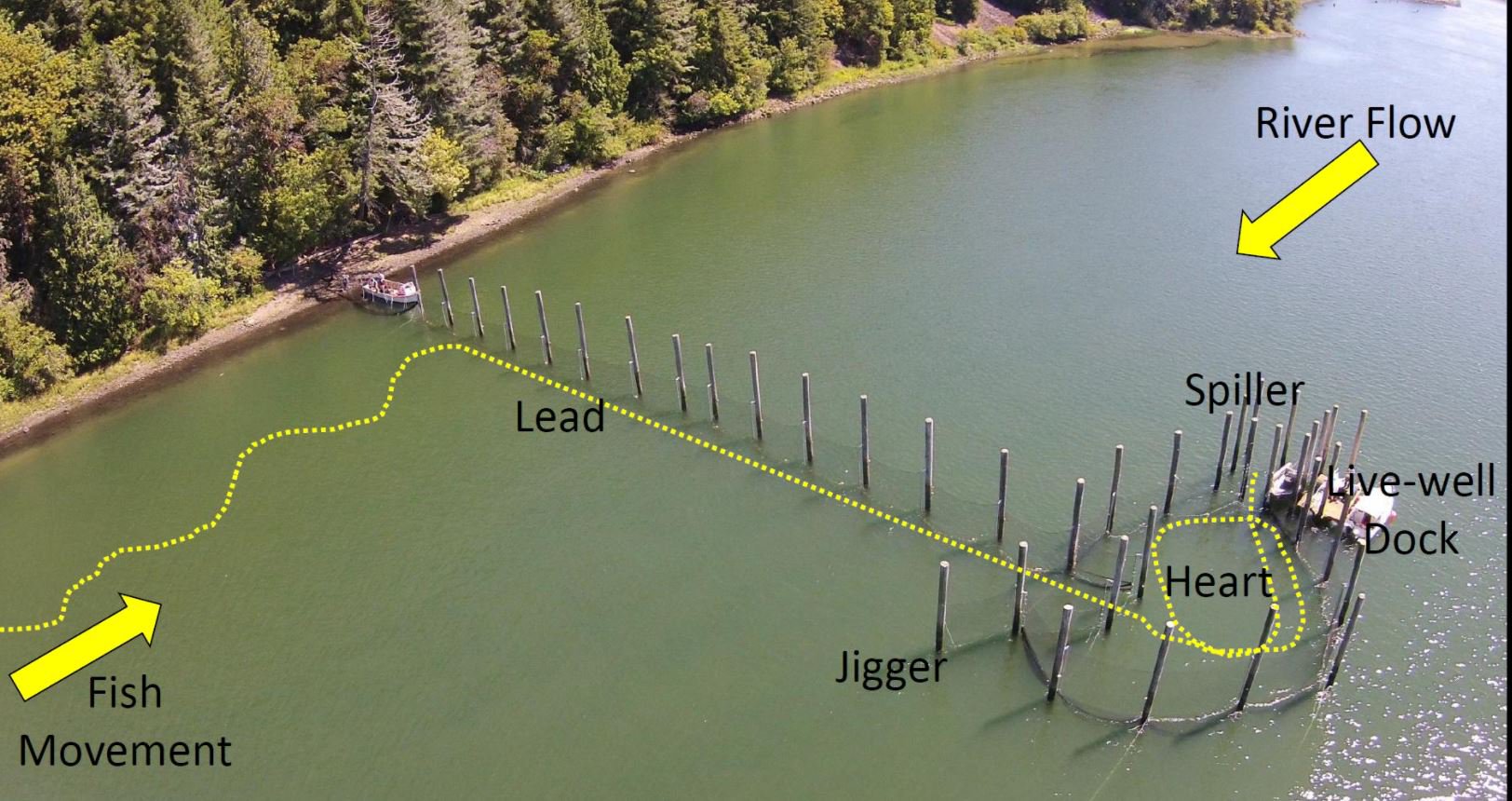 The experimental fish trap in the Columbia River (river kilometer 67)