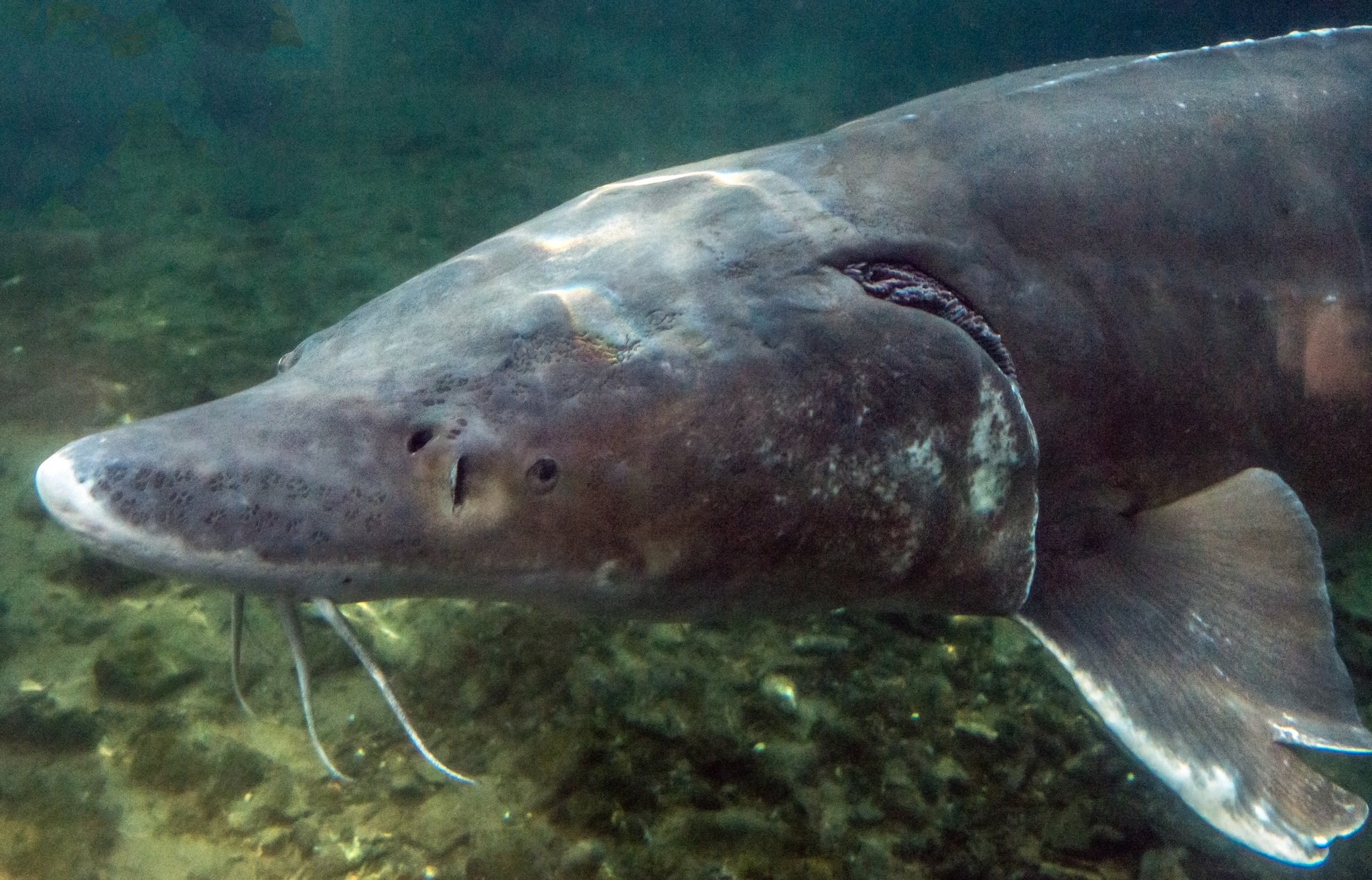 Sturgeon Research