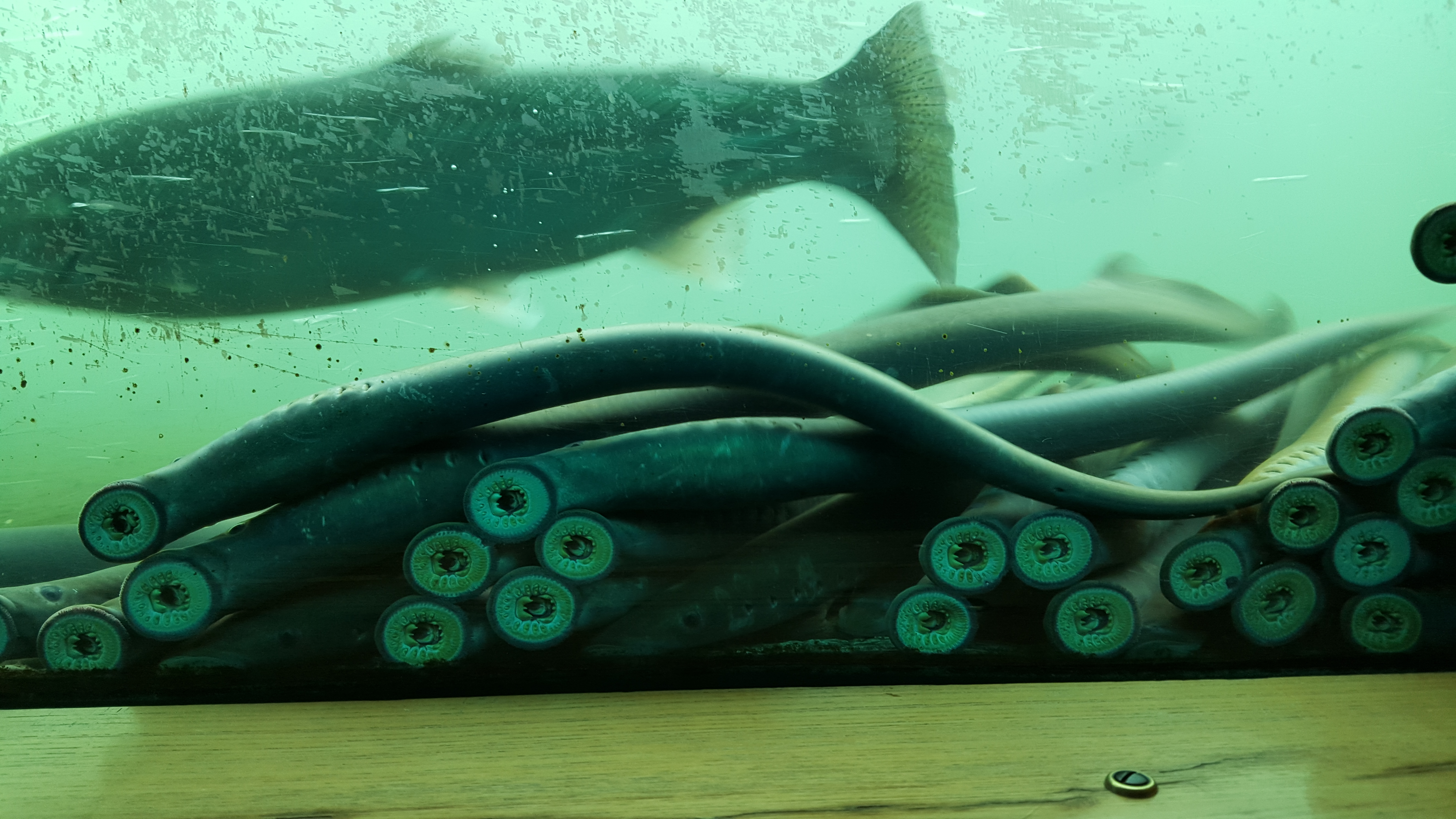 lamprey at bonneville fish window