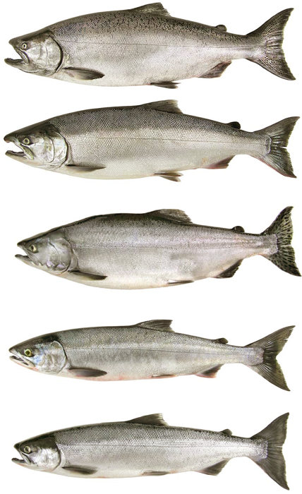 salmon chart